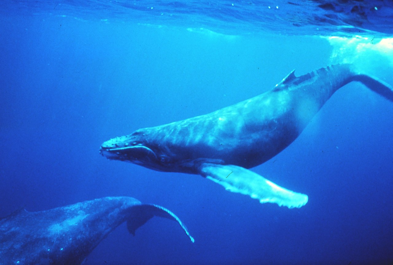 February 21 is World Whale Day