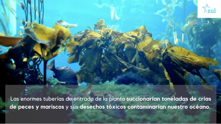 Azul lanza nuevo video para decir NO a la planta Poseidon en Huntington Beach